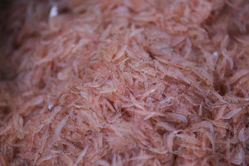 Ruốc biển Quảng Bình 